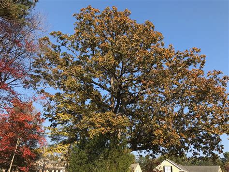 quercus stellata post oak pbmgarden
