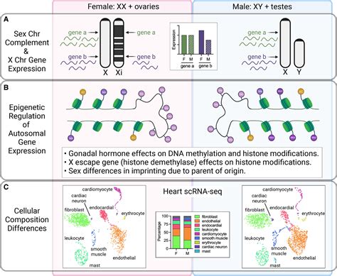 Illuminating The Mechanisms Underlying Sex Differences In Cardiovascular Disease Circulation