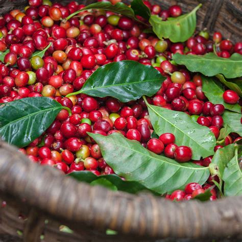 Coffee Origin & History | Nespresso™ Indonesia