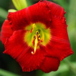 Daylily Hemerocallis Red Hot Lover In The Daylilies Database Garden Org
