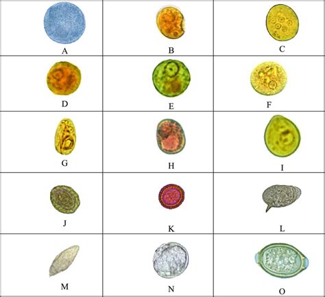 Microscopic Intestinal Parasites In Humans