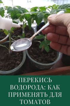 Перекись водорода для рассады томатов: инструкция по применению ...