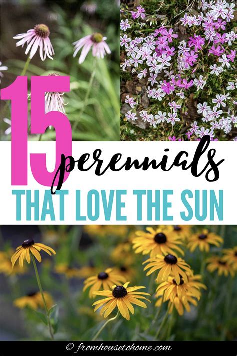 Brighten Up Your Garden with Low Maintenance Full Sun Perennials