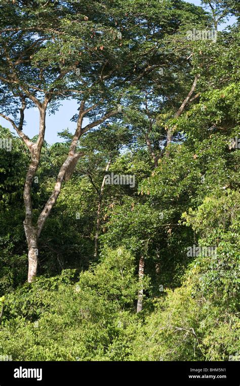 Trees Iwokrama Rainforest Guiana Shield Guyana South America October