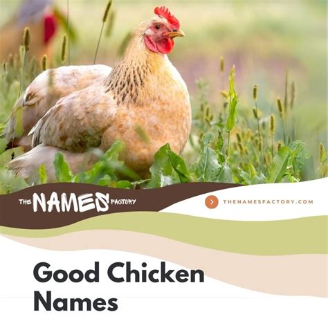 410+ Creative Chicken Names for Your Feathered Friends