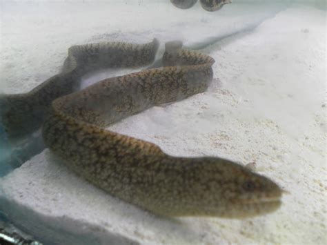 Identify the type of eel i have | Saltwaterfish.com Forums for Fish Lovers!