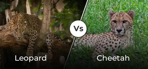 Difference Between Leopard And Cheetah