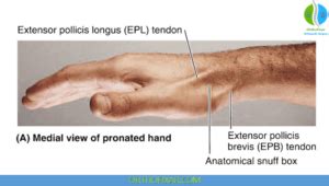 Extensor Pollicis Brevis Muscle Anatomy Orthofixar