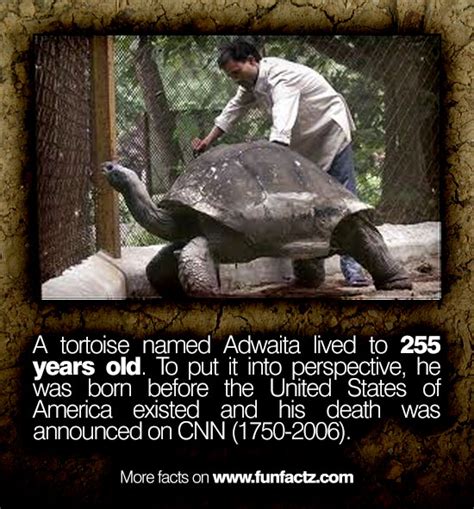 A tortoise named Adwaita lived to 255 years old. To put it into perspective, he was born before ...