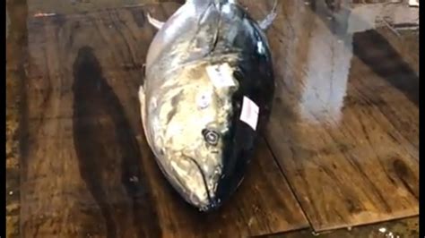 More Than Kg Of Bluefin Tuna Cut In Minutes Youtube