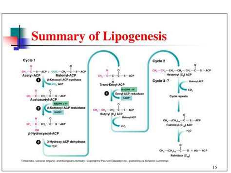 Ppt Metabolic Pathways For Lipids Powerpoint Presentation Free