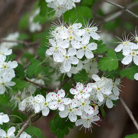 hawthorn  prolific native species hedges direct blog