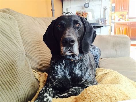 Black German Shorthair Pointer German Shorthair German Shorthaired