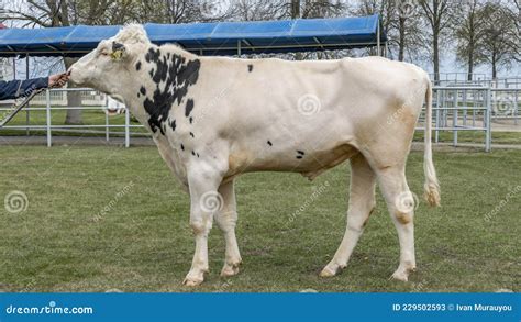 Production Of Sperm For Insemination Of Cows Agriculture Business Concept Stock Image Image