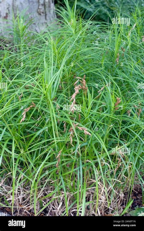 Carex Muskingumensis Hi Res Stock Photography And Images Alamy