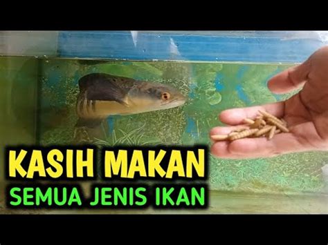 KASIH MAKAN SEMUA IKAN PELIHARAAN CHANNA MARU YouTube