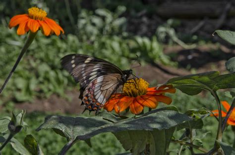 Turning Urban Land into Community Gardens in São Paulo!