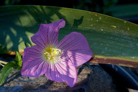 Безплатна снимка : природа, растение, листо, цвете, венчелистче ...