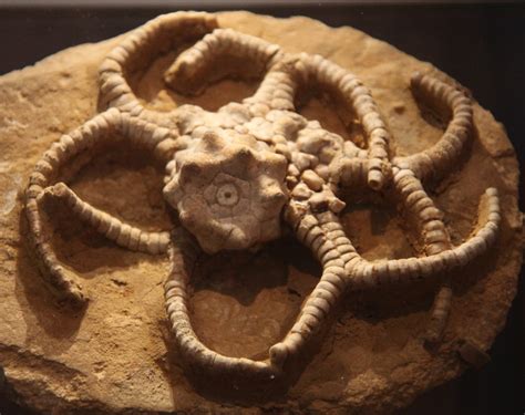 gilbertsocrinus typus extinct crinoid smithsonian muse flickr