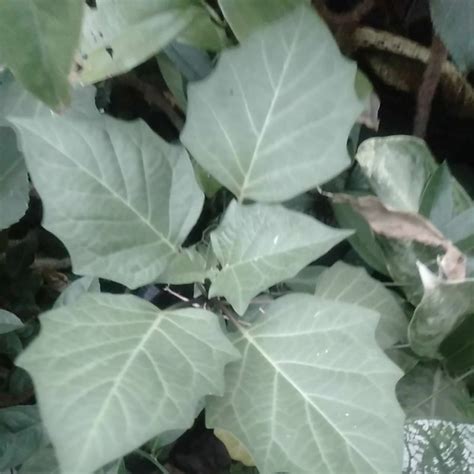 jual tanaman obat kecubung ungu wulung shopee indonesia