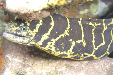 chain moray photographed  dive st vincent