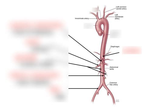 Aorta Diagram Diagram Quizlet