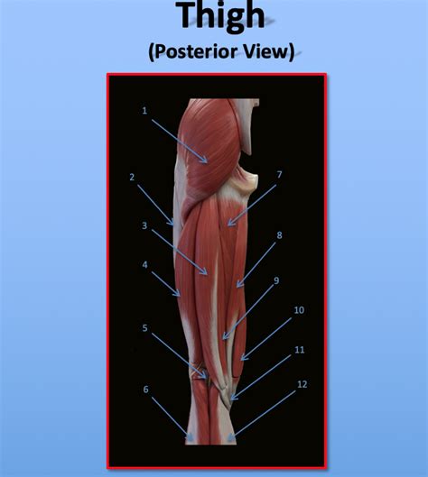 Thigh Muscle Diagram | Quizlet