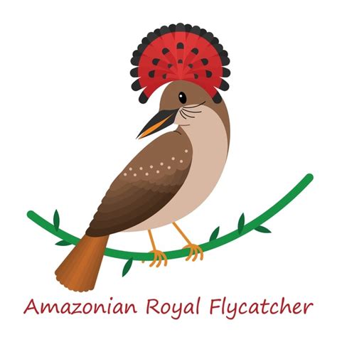 Amazonian Basin Over 8 Royalty Free Licensable Stock Illustrations