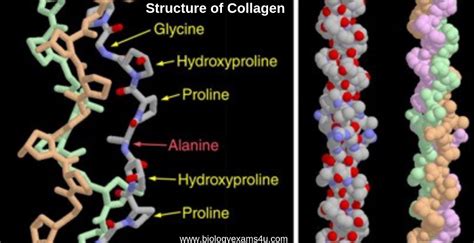 Глицин Коллаген – Telegraph