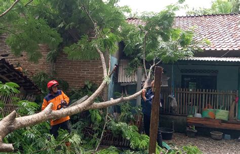 14 Rumah Rusak Akibat Pohon Tumbang BPBD Kebumen Keluarkan Peringatan