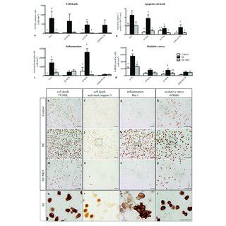 The Number Of Olig 2 Positive Cells A And The Expression Of CNPase