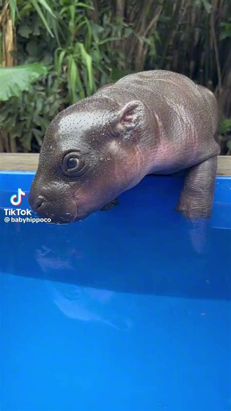 5 Hot Sexy Mii N9 Bikini Pics