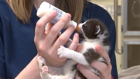 Bottle Feeding Kittens Youtube