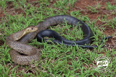 Forest Cobra African Snakebite Institute