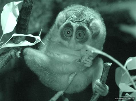 ЛОРИ ТОНКИЙ (Loris tardigradus)