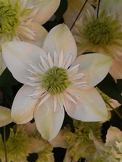 Clematis Vancouver Fragrant Star | Clematis in Seattle