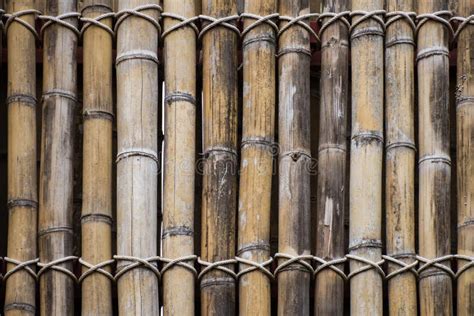 Bamboo Wall Texture Background Bamboo Fence Background Stock Image