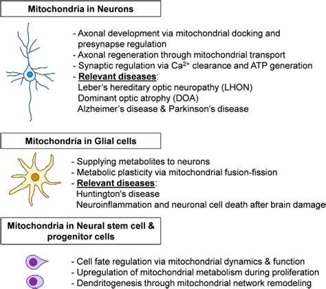 Pleiotropic Mitochondria The Influence Of Mitochondria On Neuronal