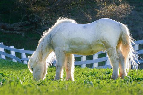 Horse Breeds: A Guide to Miniature Horse Care - Horse Speedy