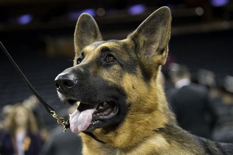 German shepherd crowned winner at Westminster dog show | wcnc.com