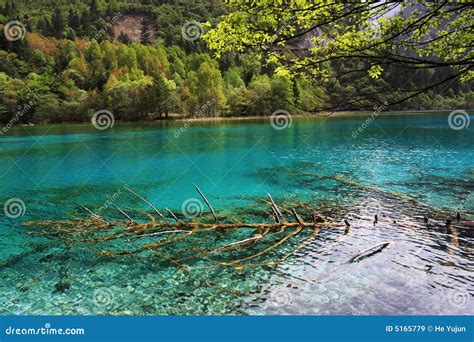 Peacock lake stock image. Image of wood, blue, chinese - 5165779