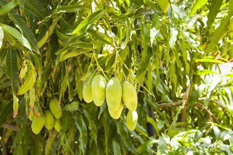 Several Ripe Mangoes Growing Stock Photo Image Of Food Fruit 159537708