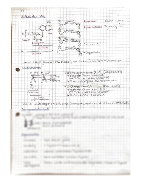 SOLUTION Biologie Abitur Lernzettel DNA Aufbau Chromosomen