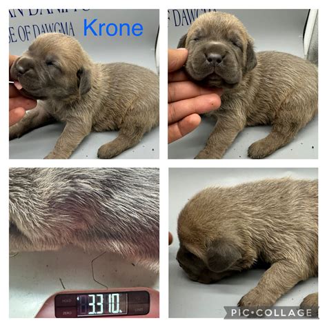 Krone - Cane Corso and Great Dane Hybrid Puppy for Sale in Pittsburgh