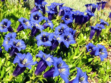 Gentian | Symbolism Wiki | Fandom