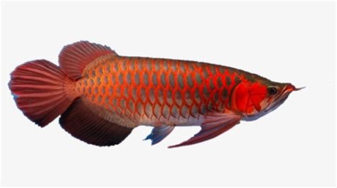 bony fish hd png  transparent png image pngitem