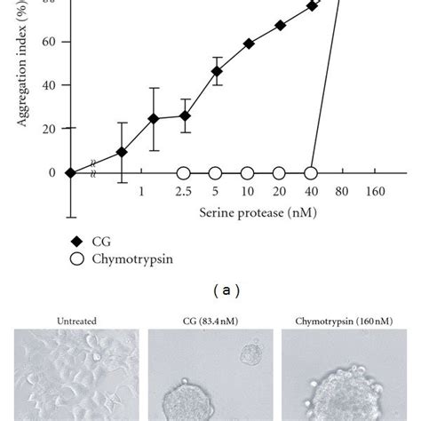 Mcf 7 Cell Aggregation Inducing Activities Of Cathepsin G Cg And Download Scientific Diagram