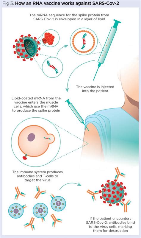 The Lymphatic System 5 Vaccinations And Immunological Memory Nursing