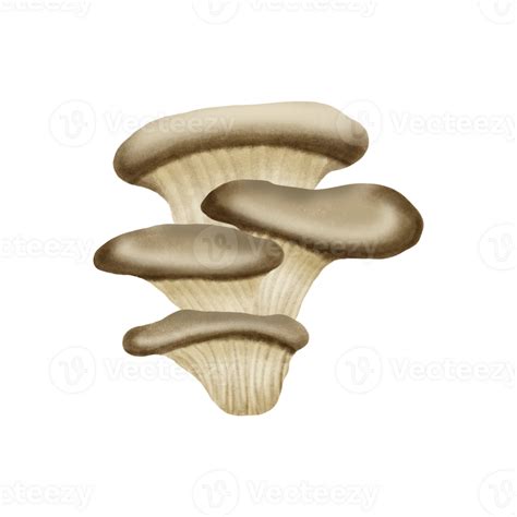 Oyster Mushroom Hand Drawn Illustration 25143358 Png