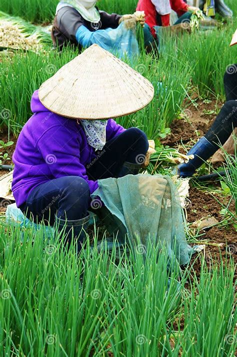 Vietnamese Farmer Harvest Vietnam Onion Farm Editorial Stock Photo